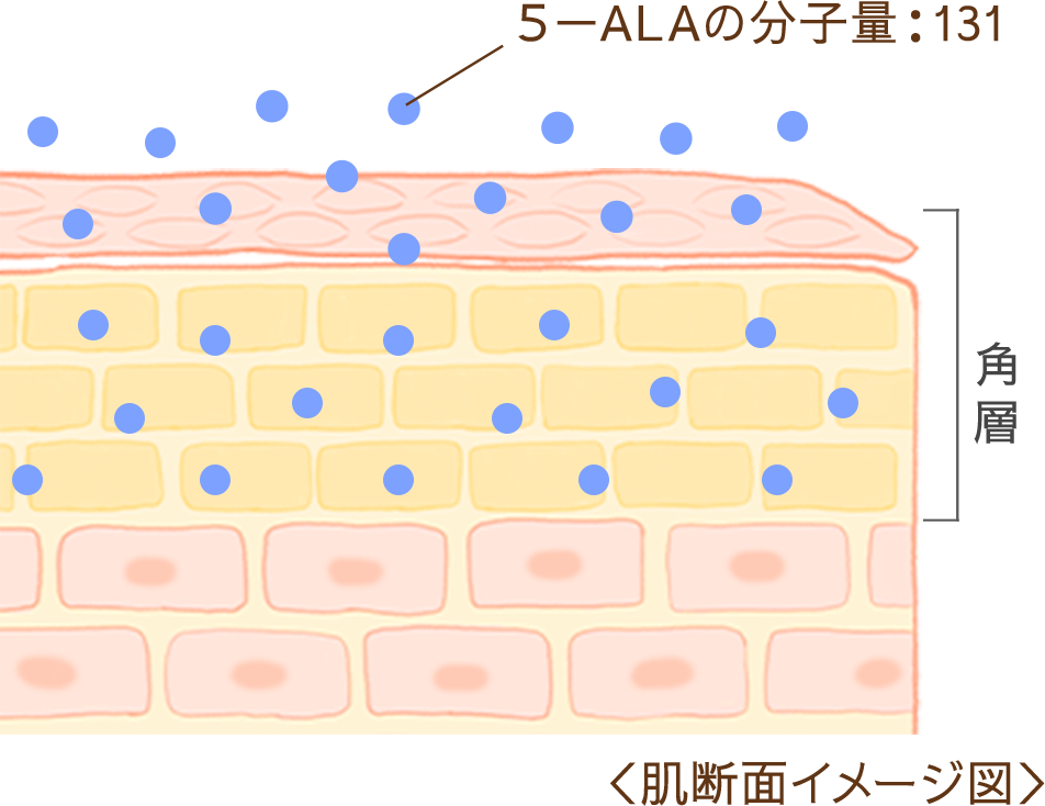 5-ALAの分子量は131.1